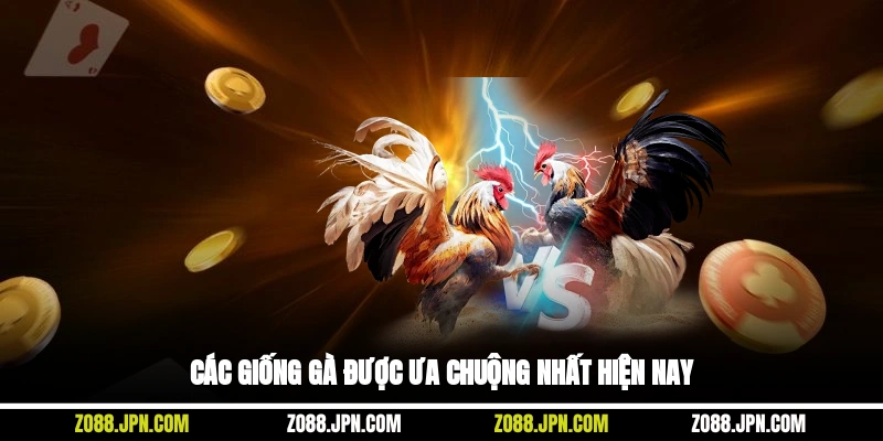 Các giống gà được ưa chuộng nhất hiện nay