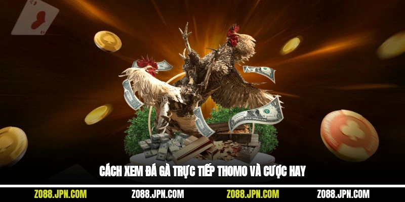 Cách xem đá gà trực tiếp Thomo và cược hay