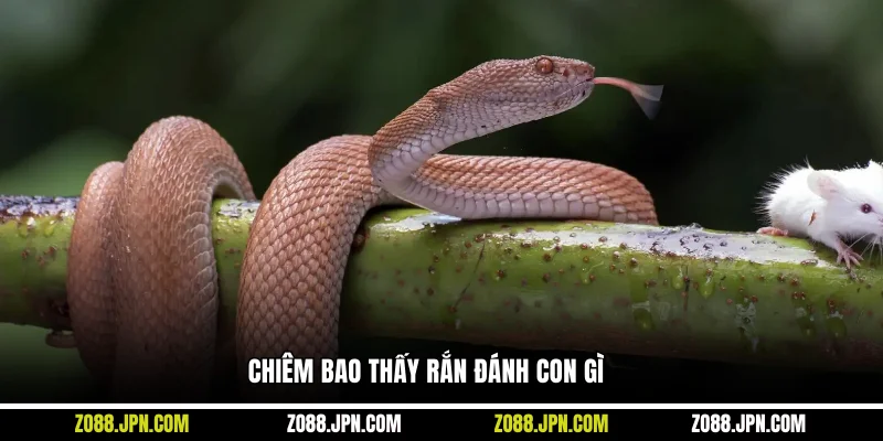 Chiêm bao thấy rắn đánh con gì