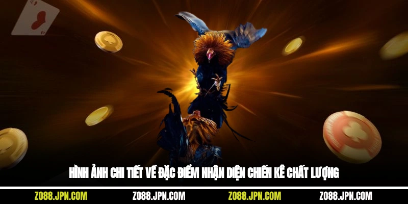 Hình ảnh chi tiết về đặc điểm nhận diện chiến kê chất lượng