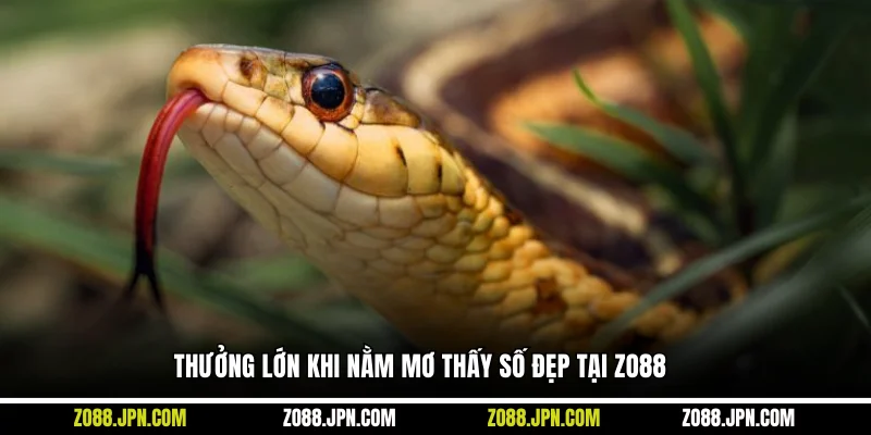 Thưởng lớn khi nằm mơ thấy số đẹp tại Zo88