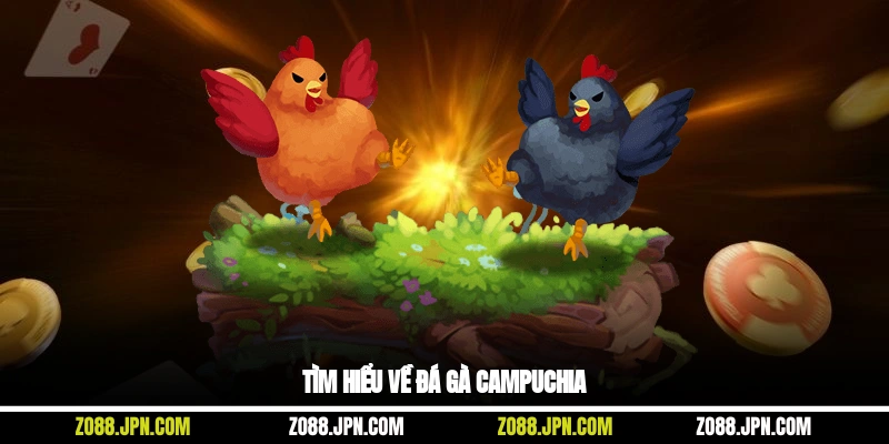 Tìm hiểu về đá gà Campuchia