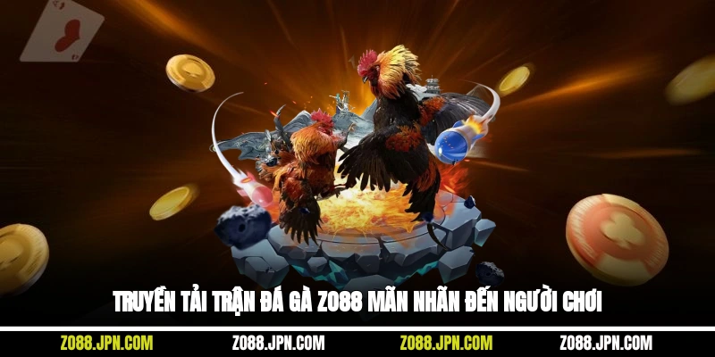 Truyền tải trận đá gà Zo88 mãn nhãn đến người chơi